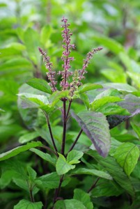 Tulsi_KRSNA_purple_350